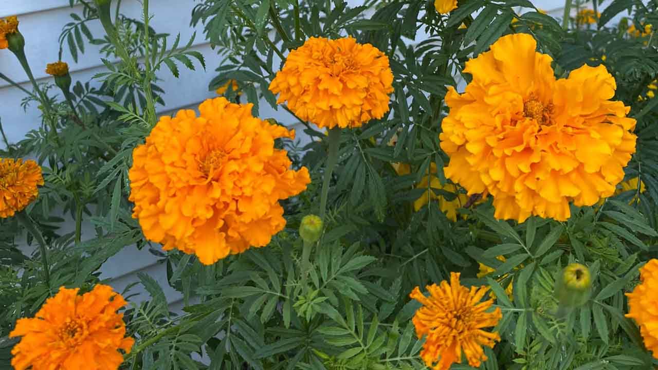 万寿菊