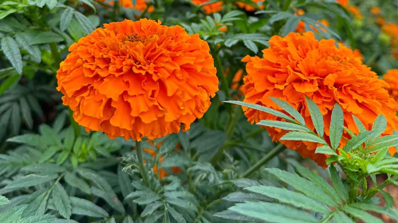 万寿菊