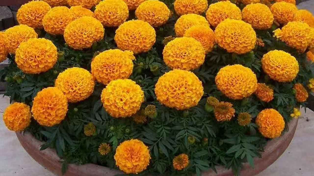 万寿菊