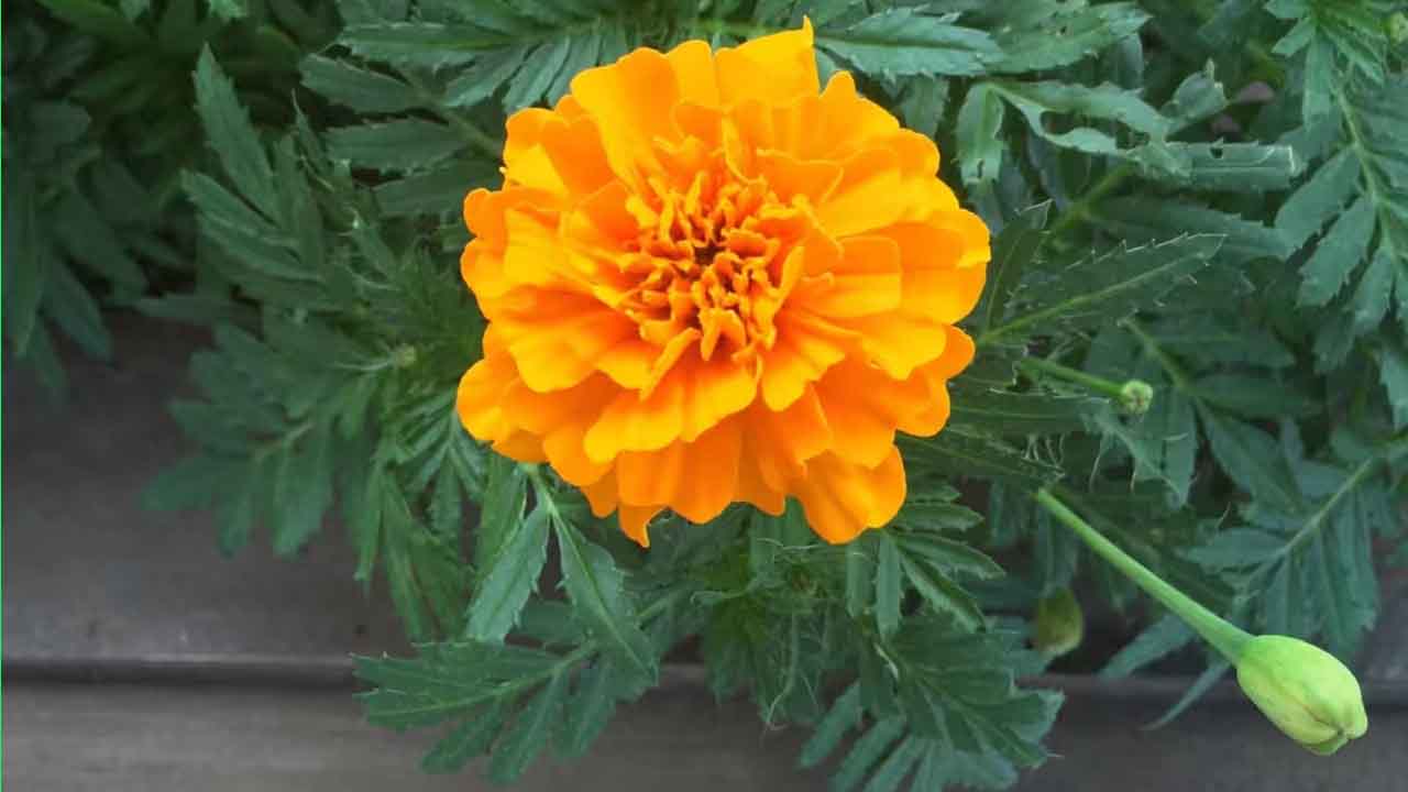 万寿菊