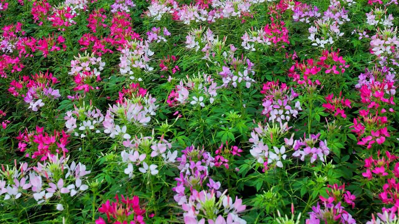 醉蝶花