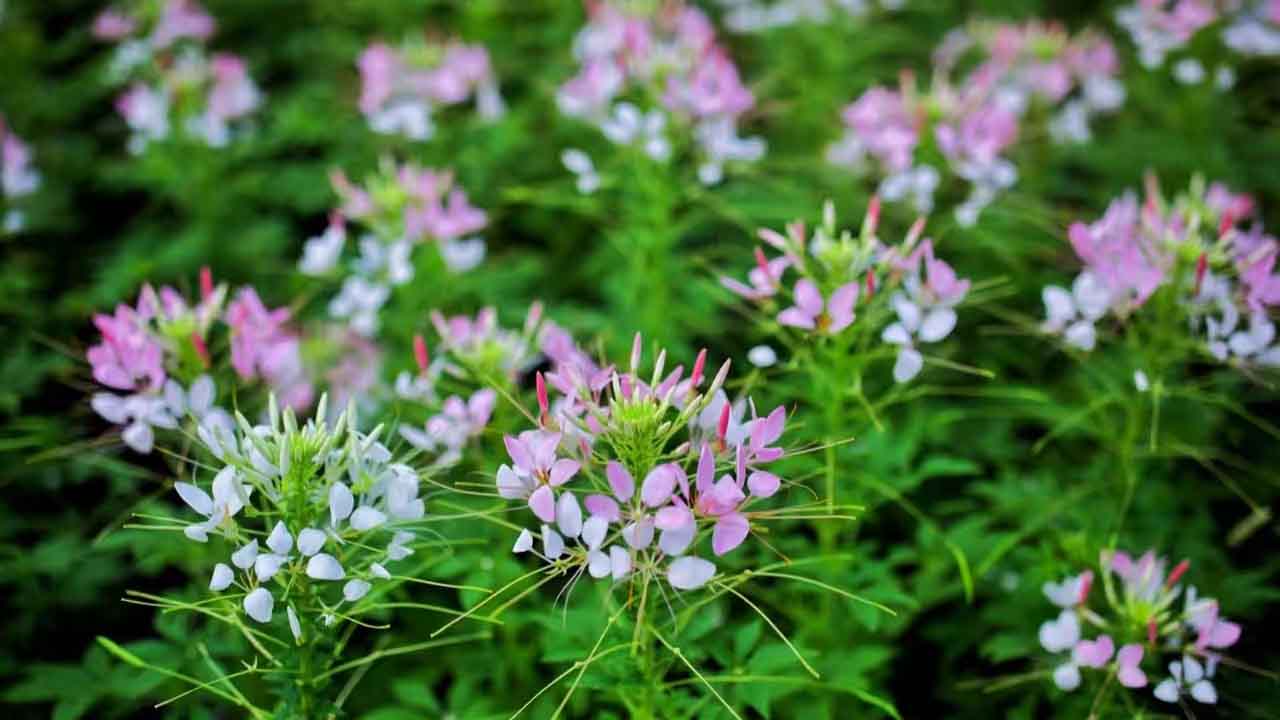 醉蝶花