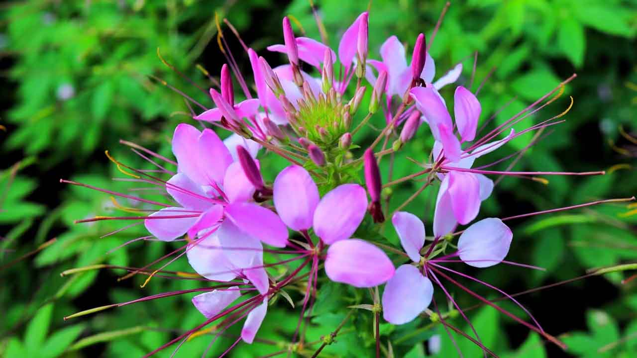 醉蝶花