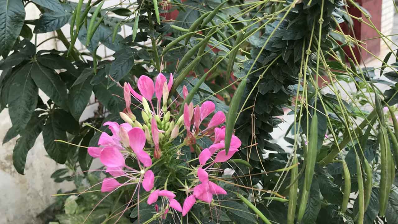 醉蝶花
