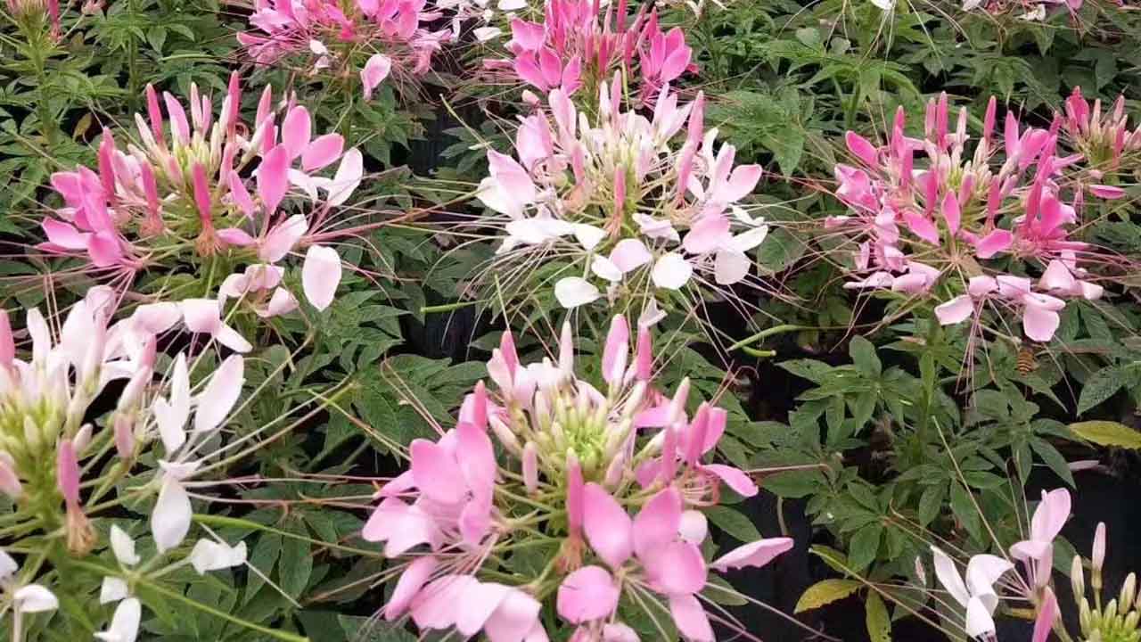 醉蝶花
