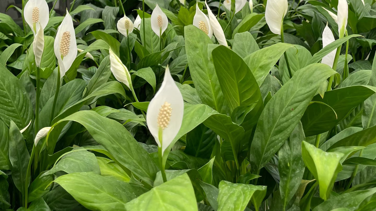 白鹤芋