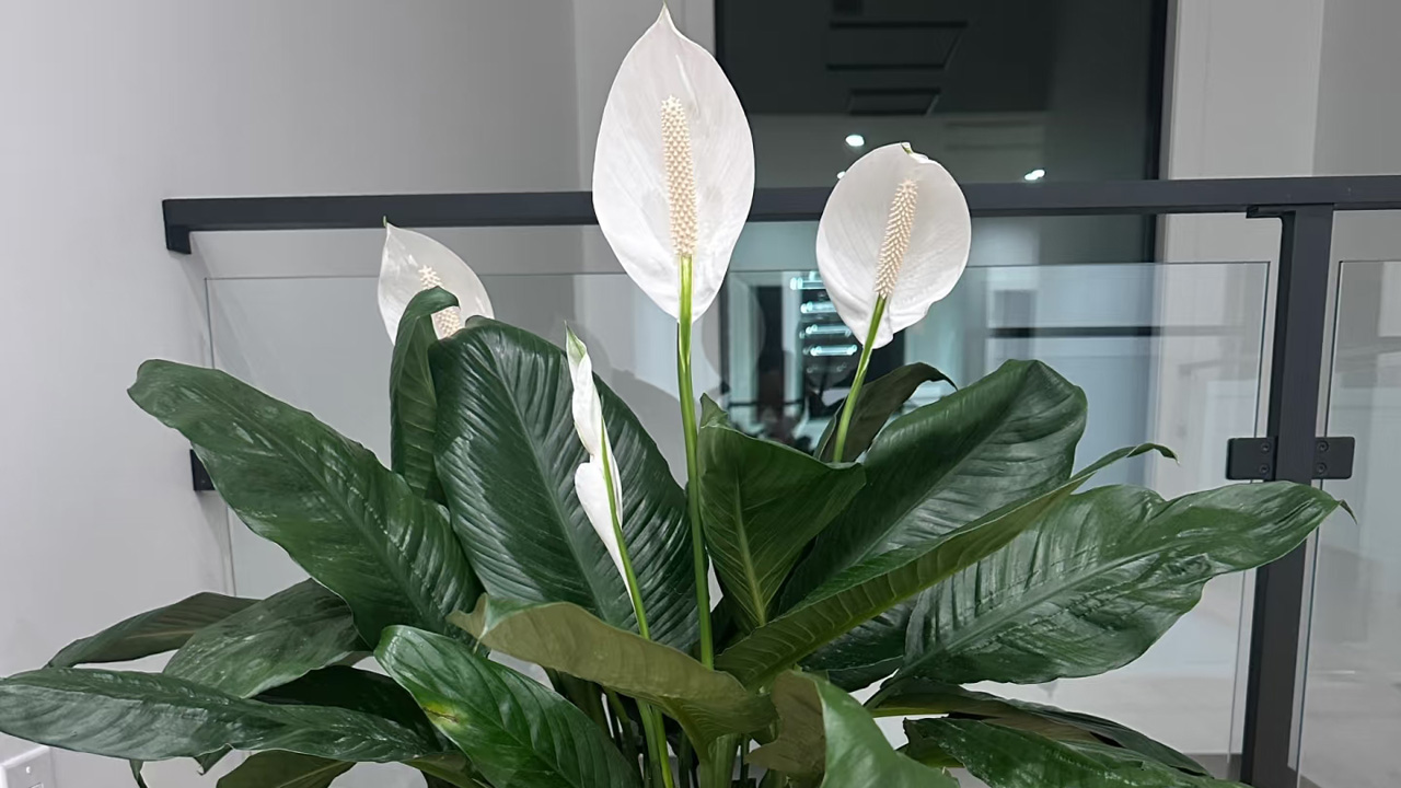 白鹤芋
