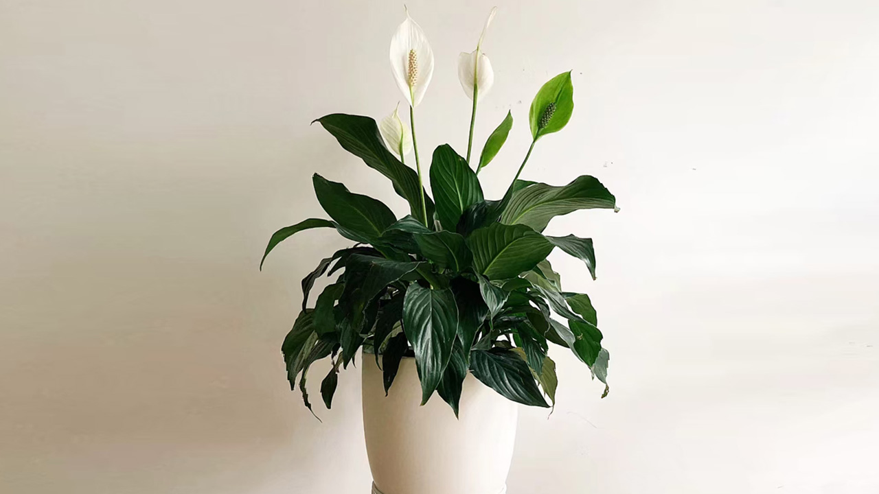 白鹤芋