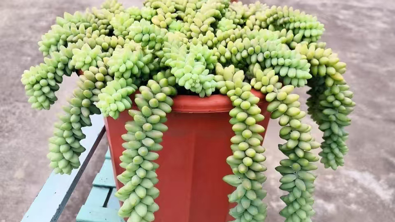 玉缀