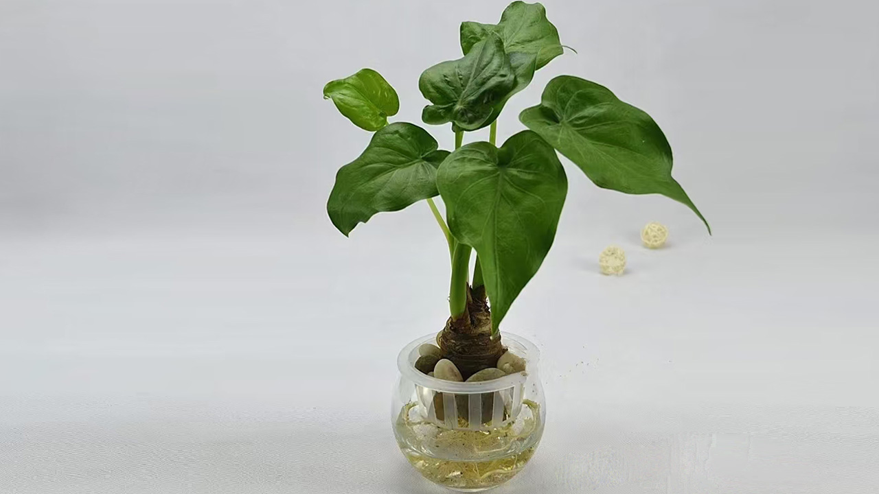 海芋