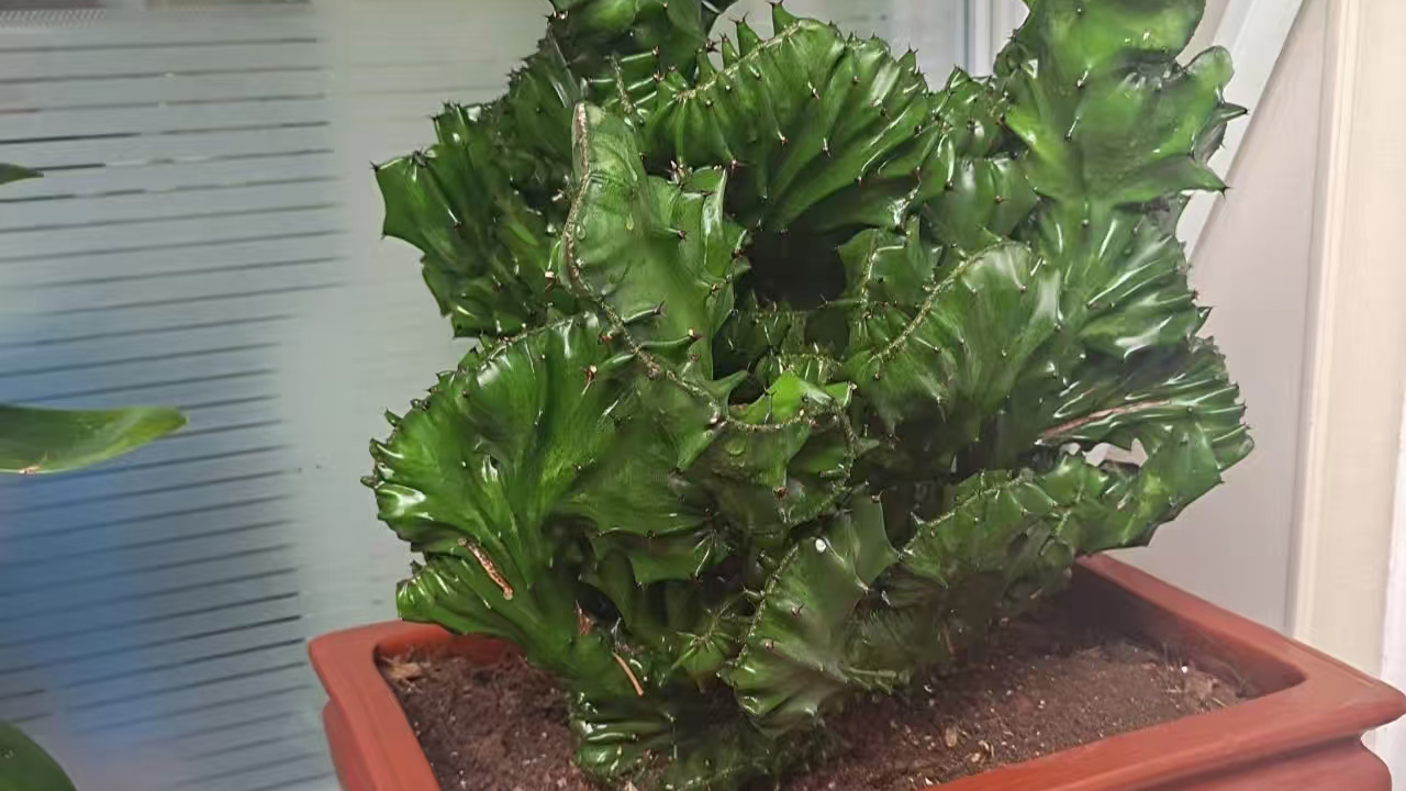 麒麟掌