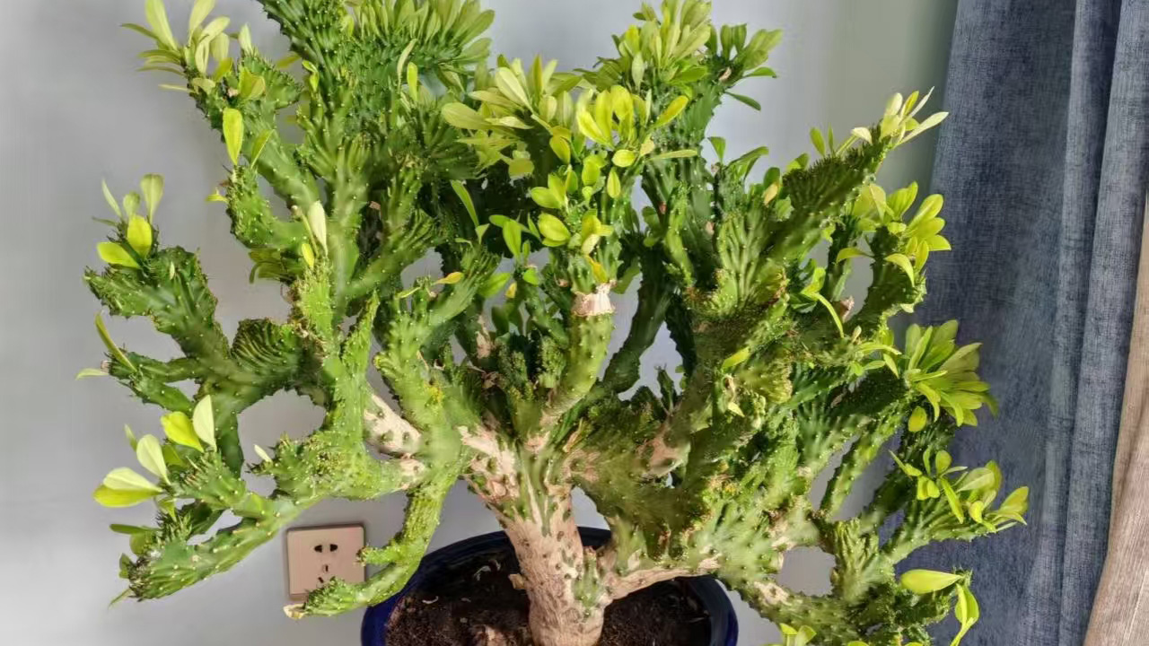 麒麟掌