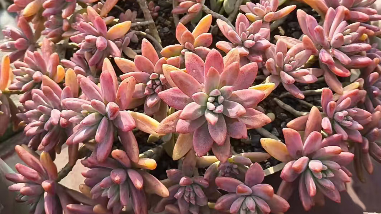 秋丽