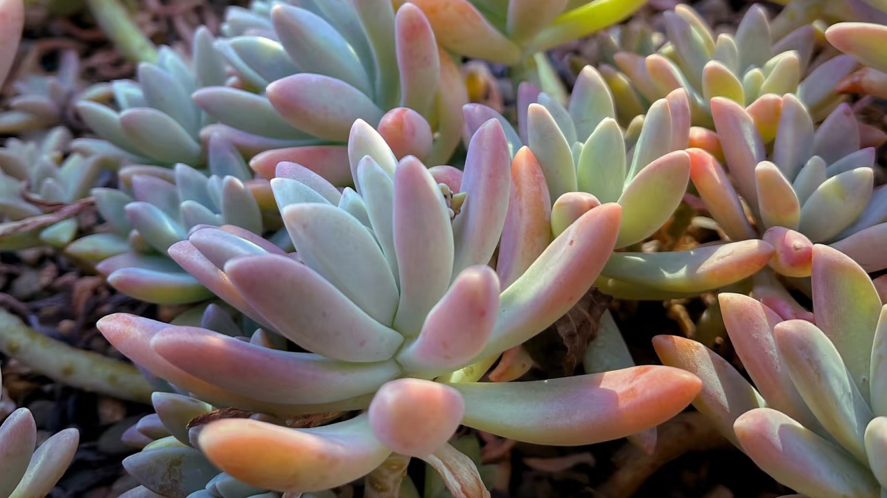 秋丽