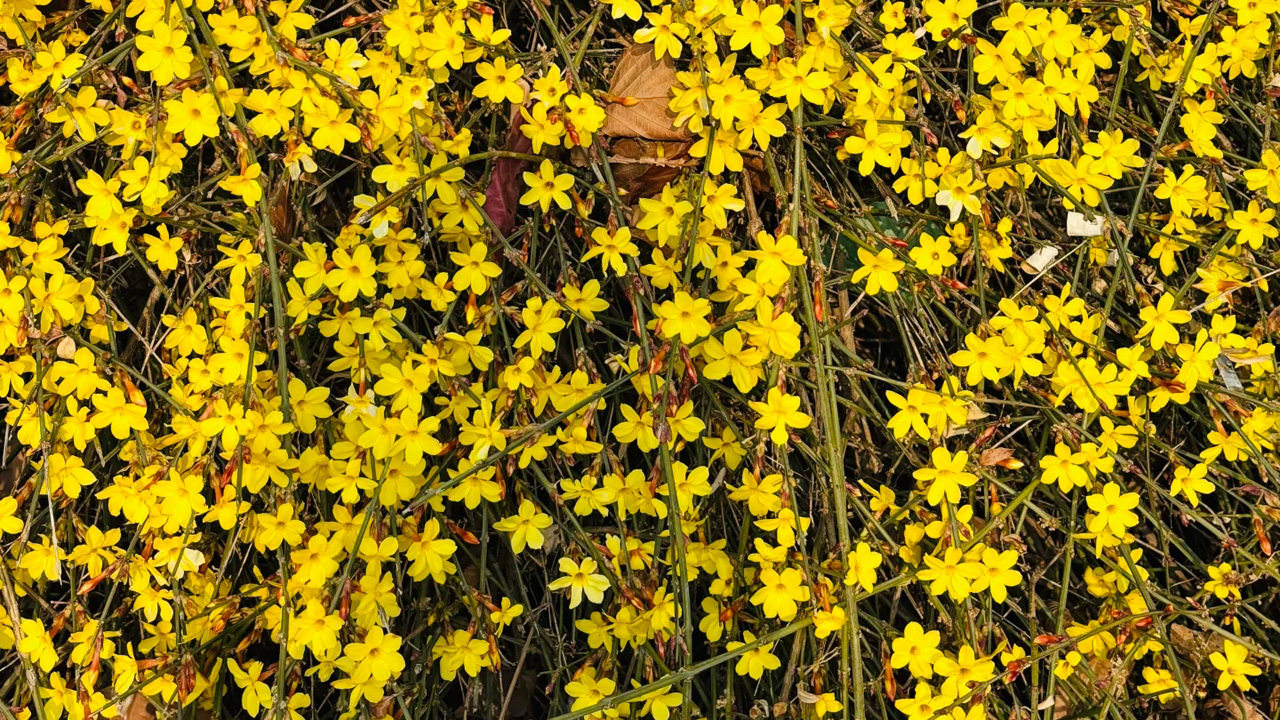 迎春花