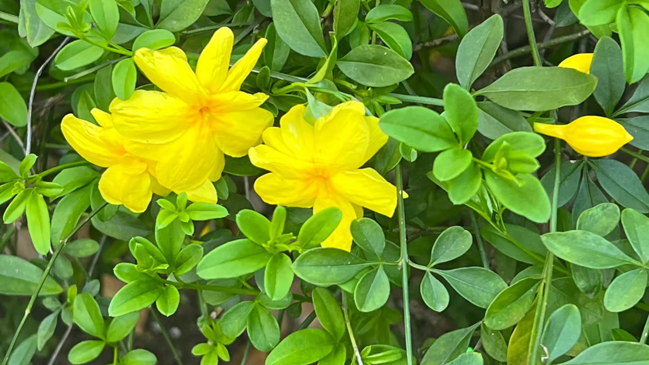 野迎春