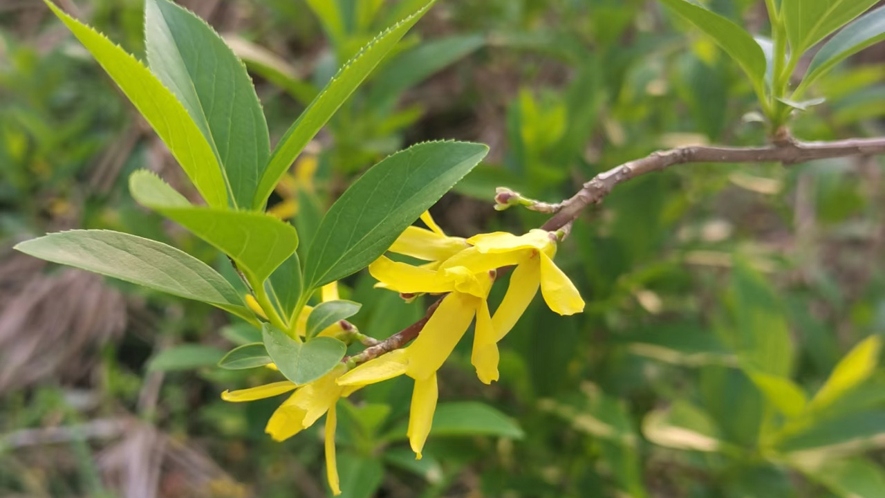 金钟花