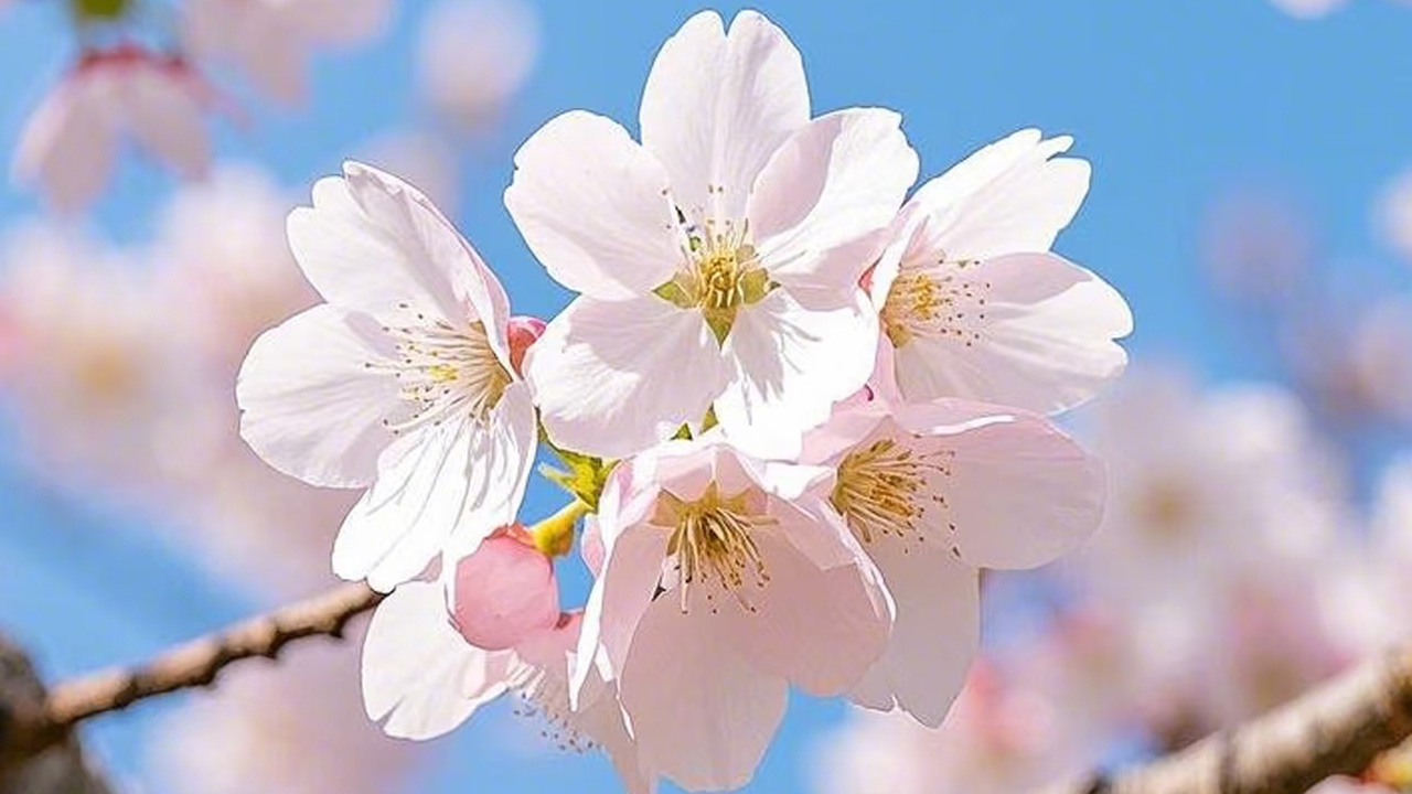 樱花