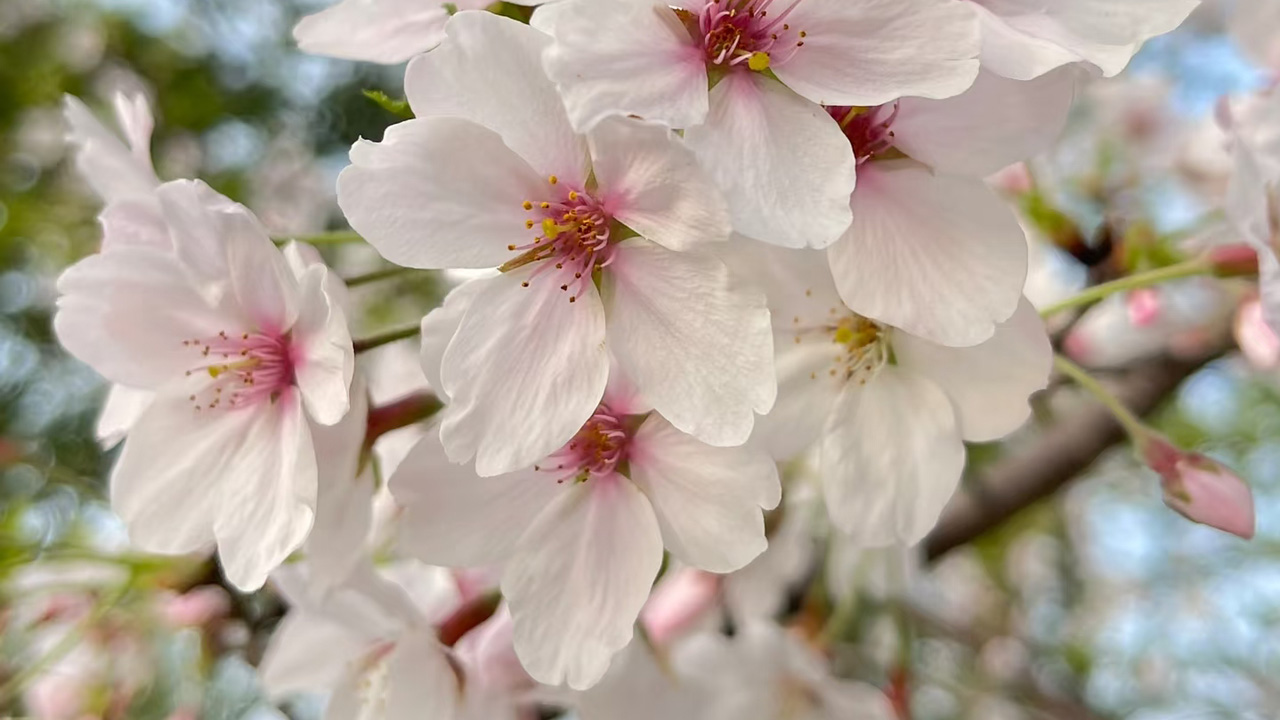 樱花