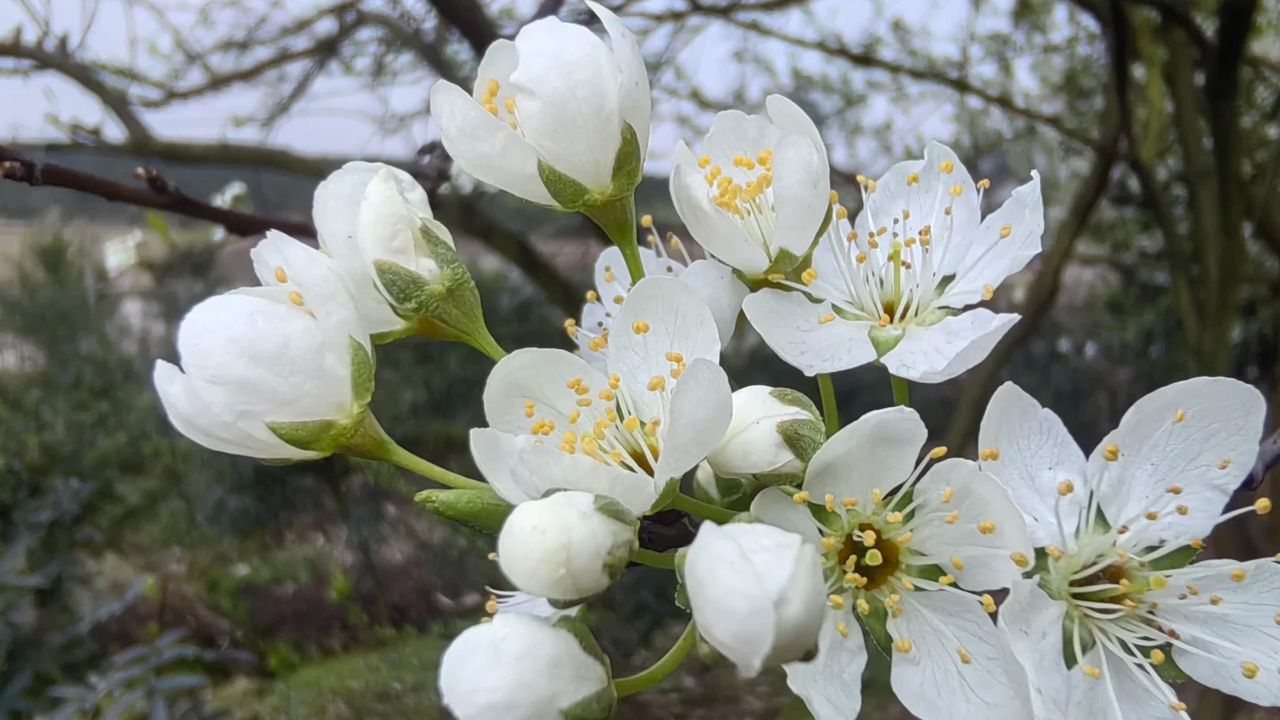 李花