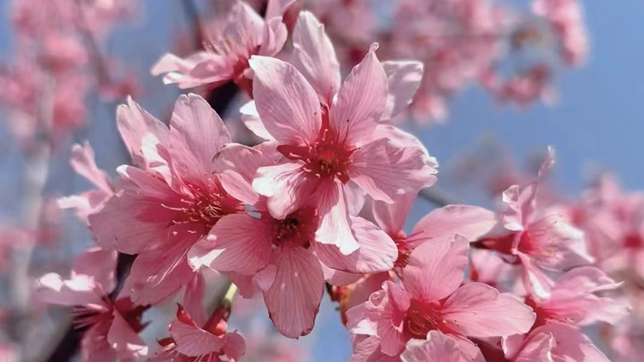 桃花