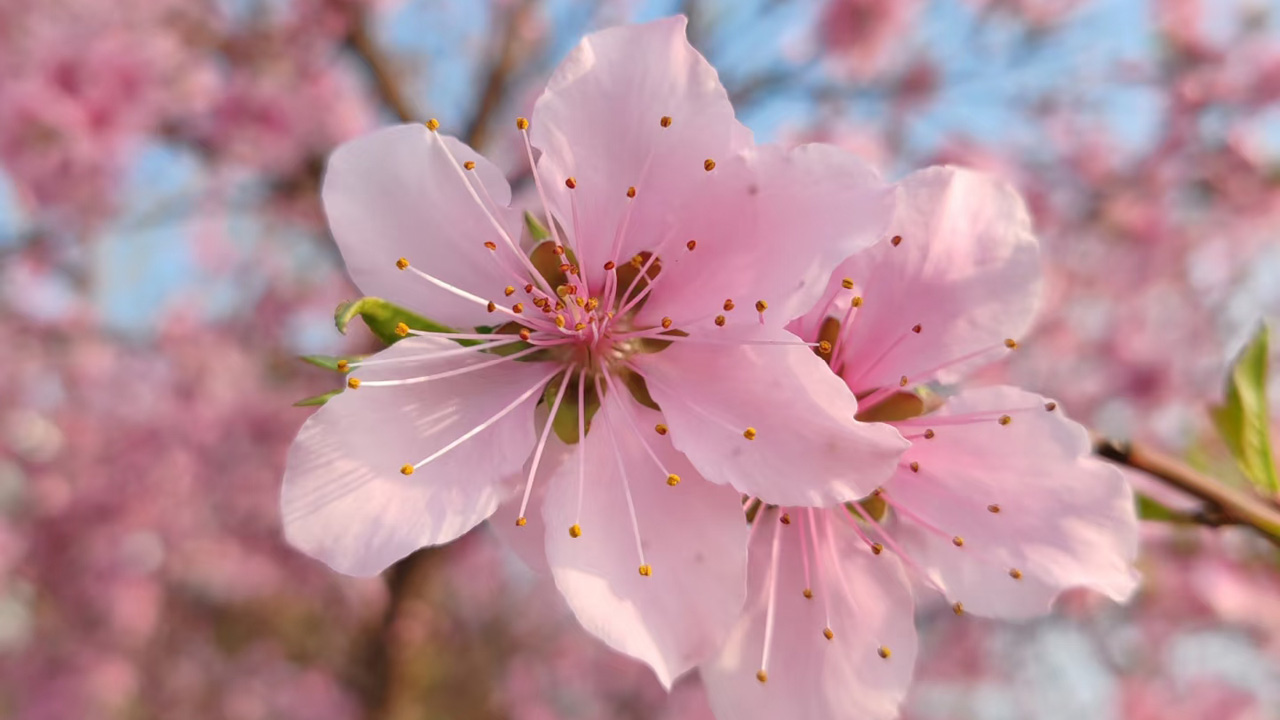 桃花