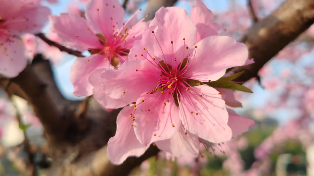 桃花