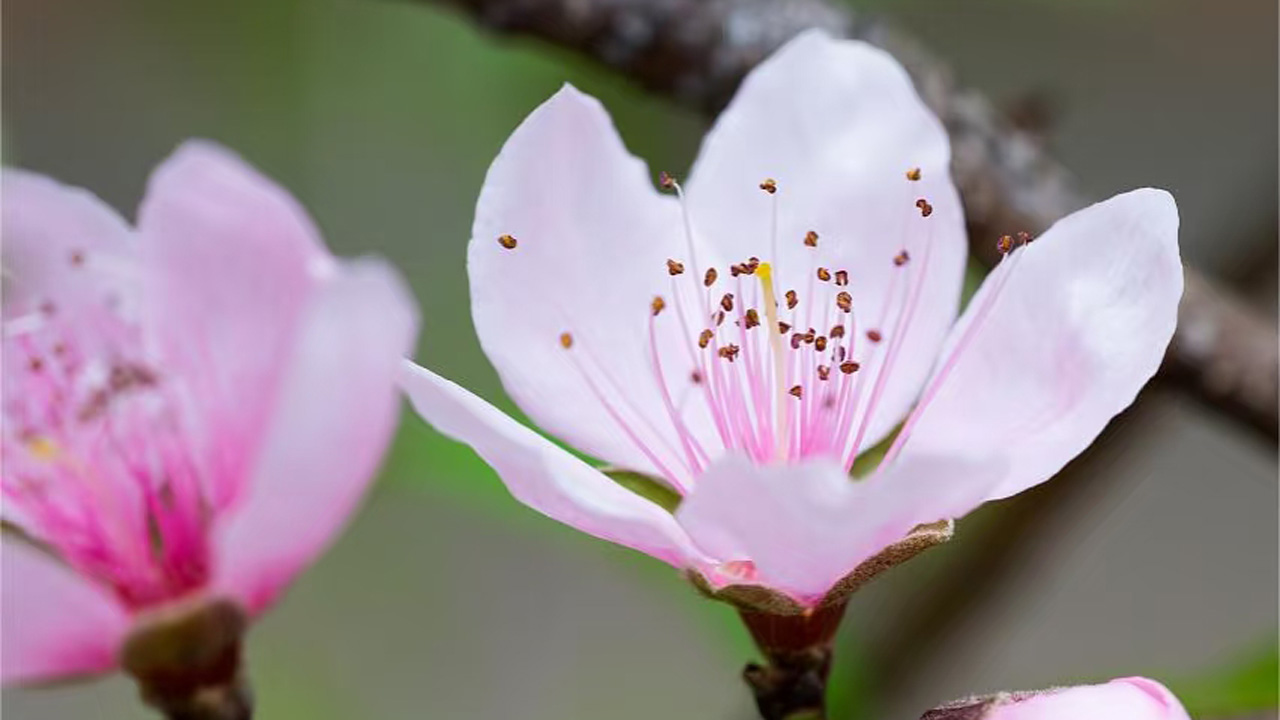 桃花