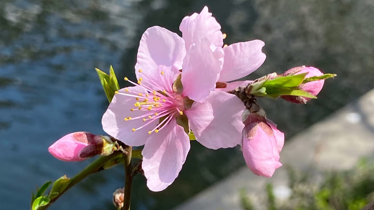 桃花