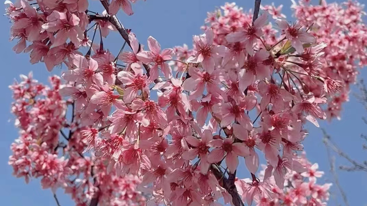 桃花
